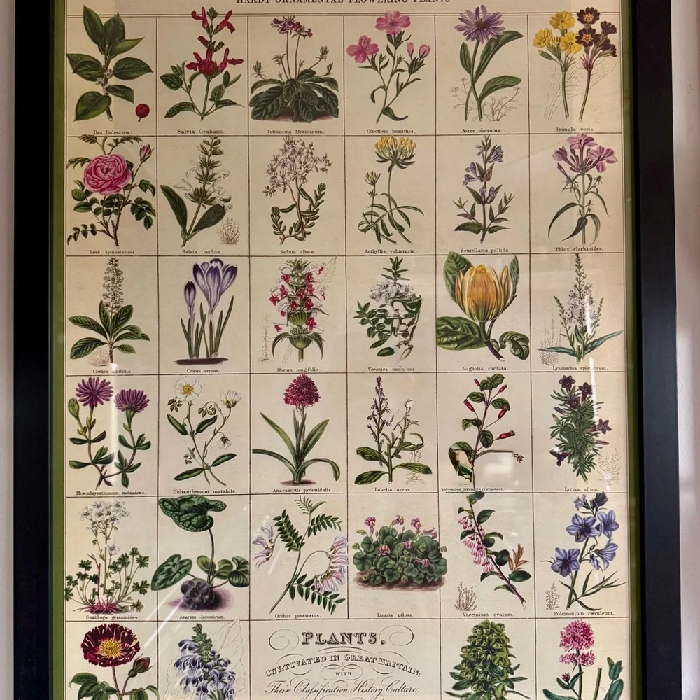 Framed Paper Source Botanical Art Poster - Multicolor